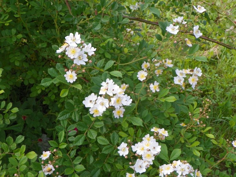 rosa multiflora - Trandafiri 2019 1