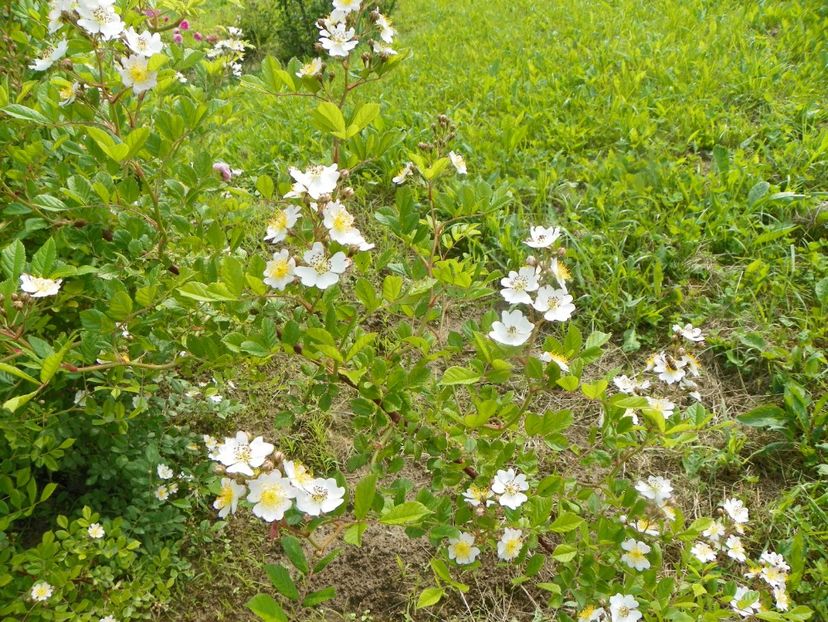 rosa multiflora - Trandafiri 2019 1