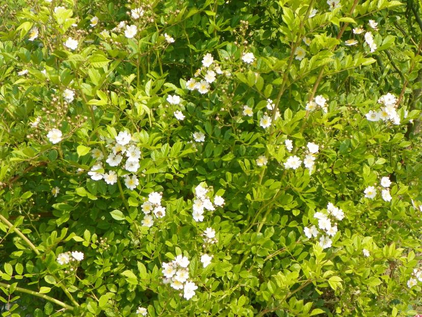 rosa multiflora - Trandafiri 2019 1