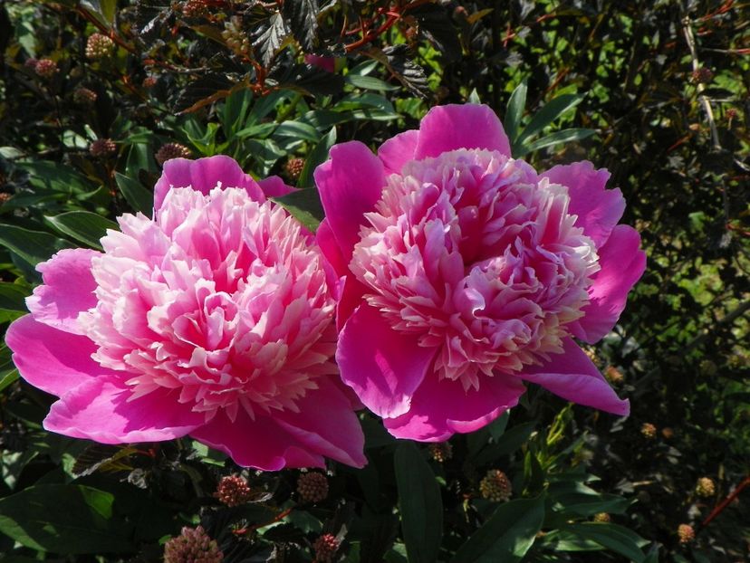 Mme. Furtado - Irisi si bujori 2019