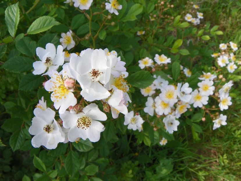rosa multiflora - Trandafiri 2019 1