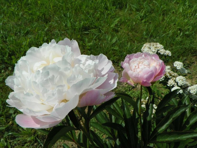 Noemi Demay - Irisi si bujori 2019