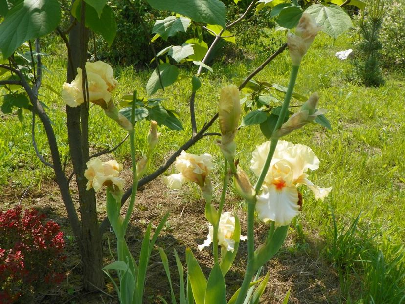 Champagne Waltz - Irisi si bujori 2019