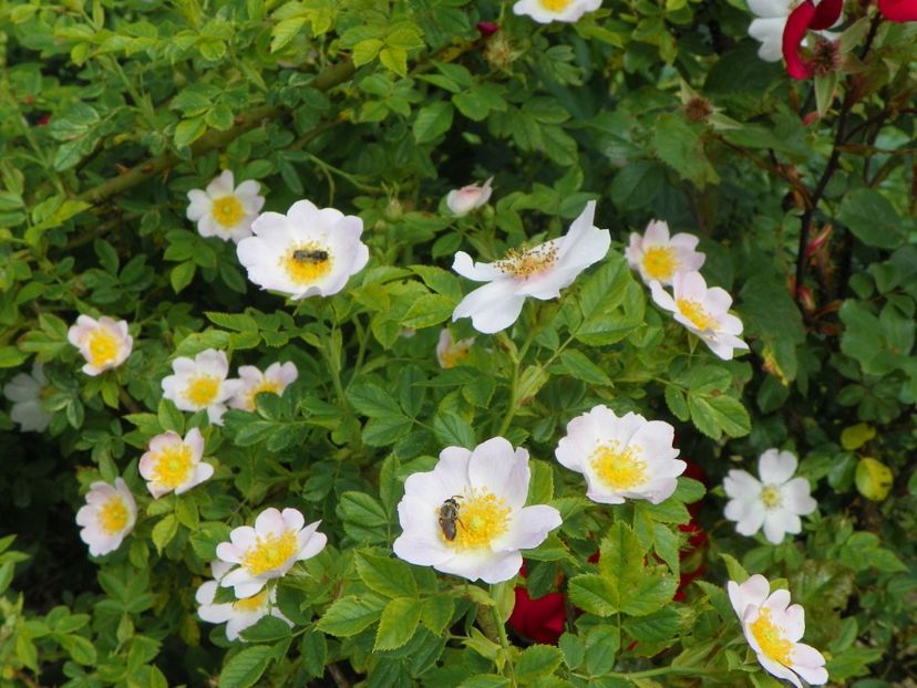 rosa canina - Trandafiri 2019 1