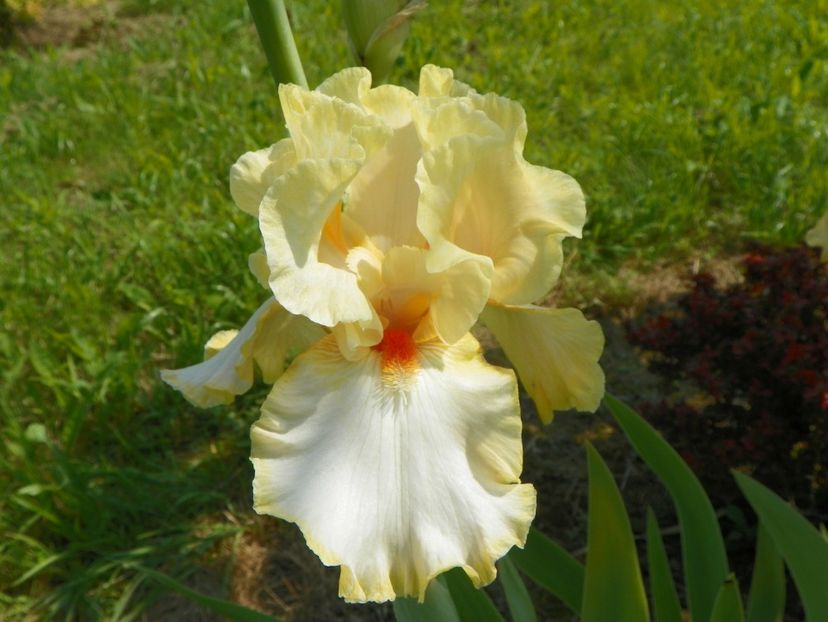 Champagne Waltz - Irisi si bujori 2019