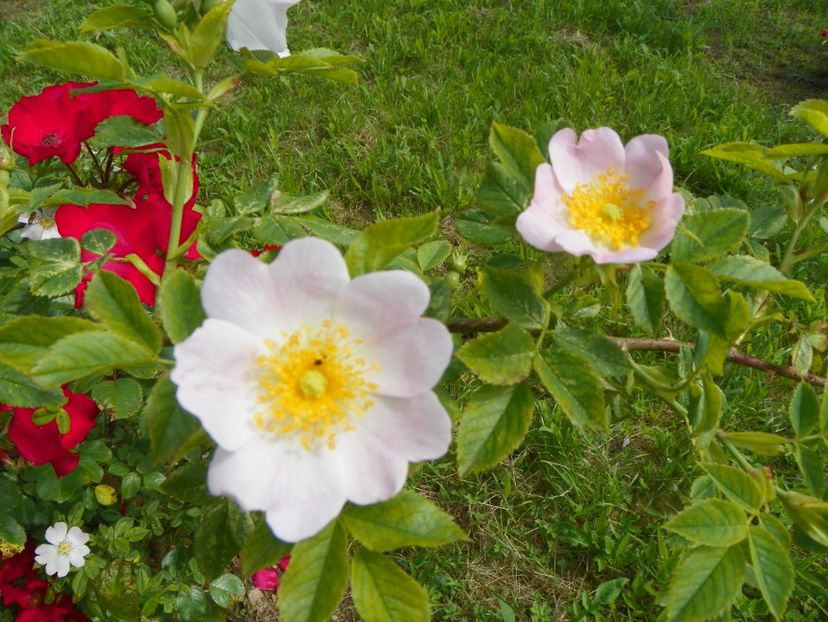 rosa canina si Robusta - Trandafiri 2019 1