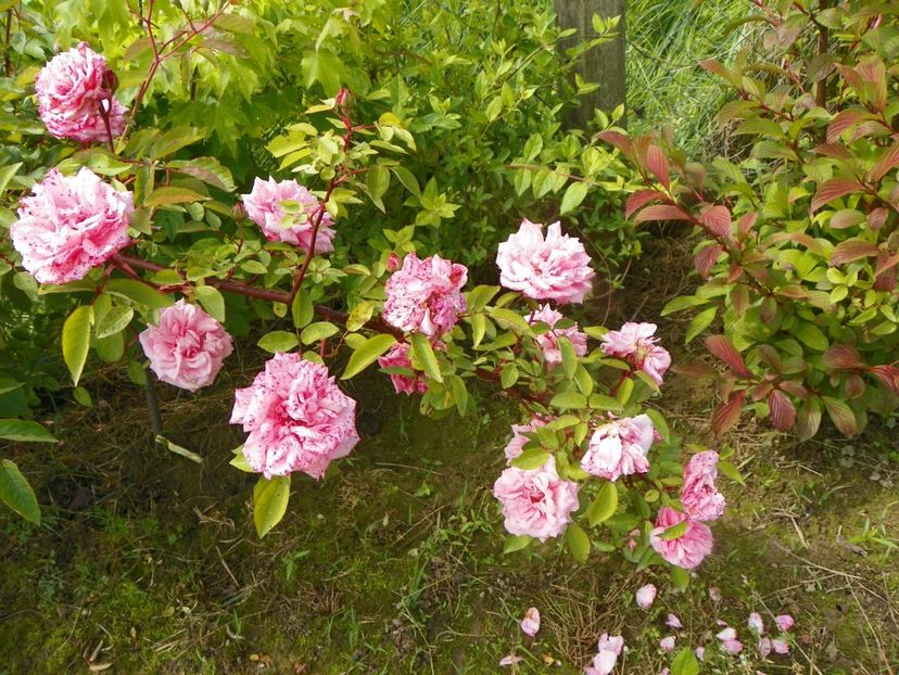 Martha - Trandafiri 2019 1