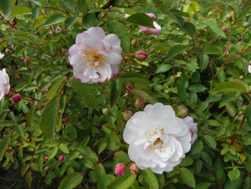 Rose Delacroix - Trandafiri 2019 1