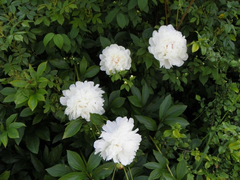 Festiva Maxima - Irisi si bujori 2019