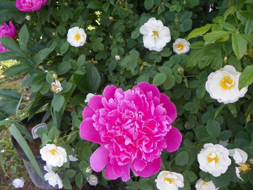 Gilbert Barthelot? - Irisi si bujori 2019