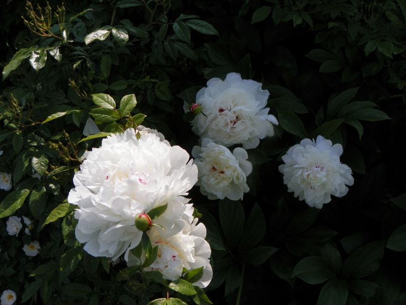 Festiva Maxima - Irisi si bujori 2019