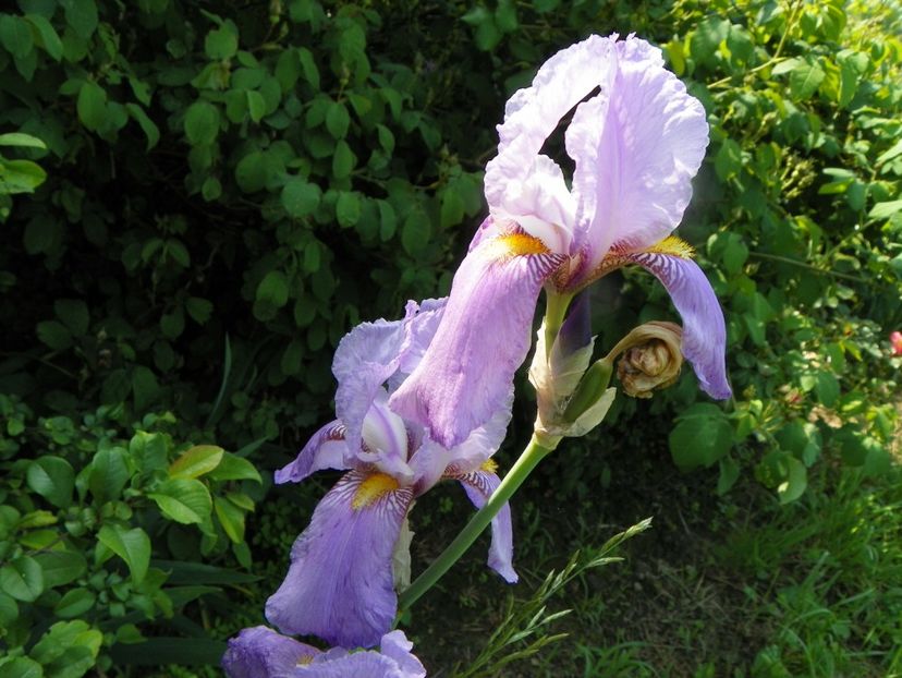 Queen of May - Irisi si bujori 2019