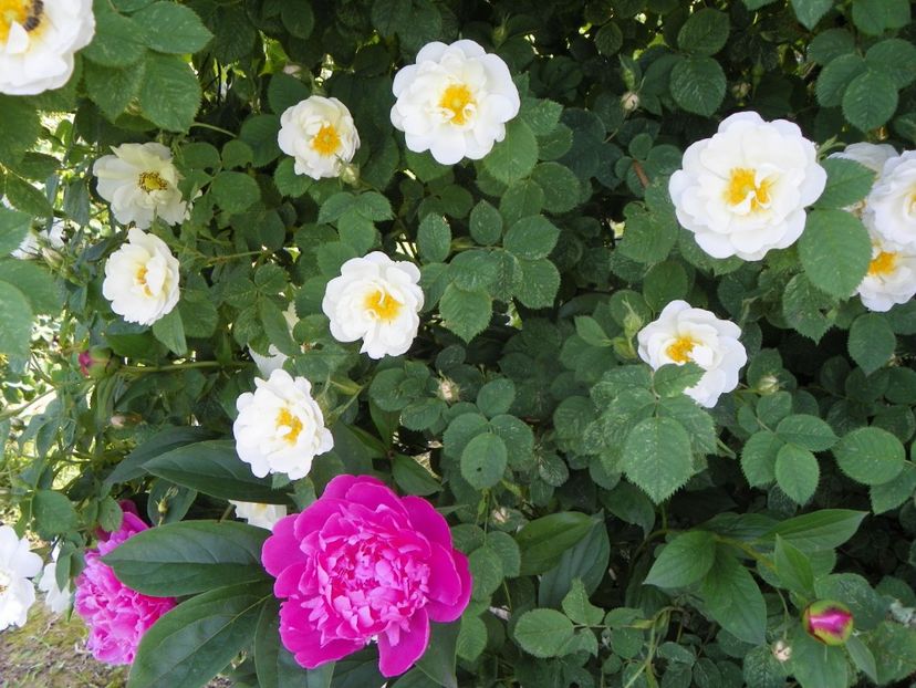 Gilbert Barthelot? - Irisi si bujori 2019