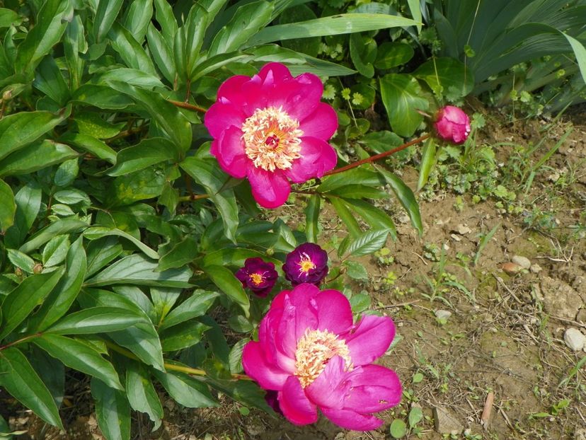 Torpilleur - Irisi si bujori 2019