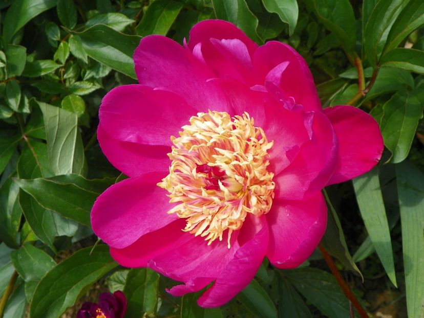 Torpilleur - Irisi si bujori 2019