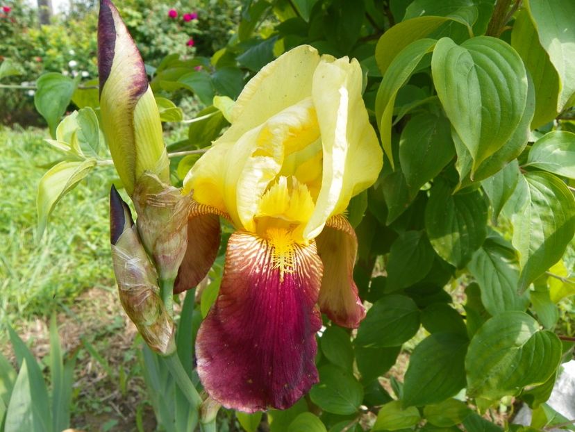 All that jazz - Irisi si bujori 2019