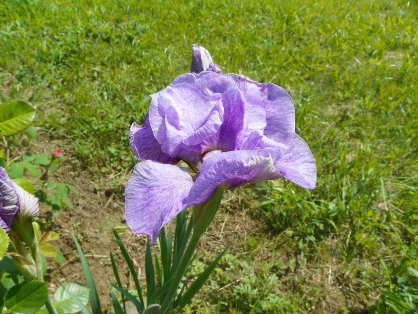 iris sibirica Imperial Opal - Irisi si bujori 2019