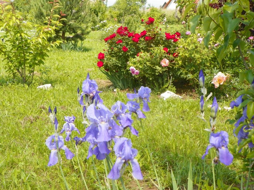 iris germanica Pallida - Irisi si bujori 2019