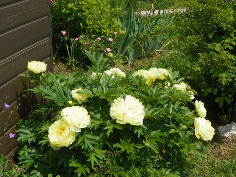 Bartzella - Irisi si bujori 2019