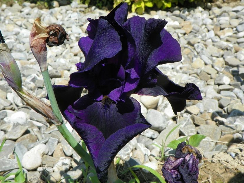 Interpol - Irisi si bujori 2019