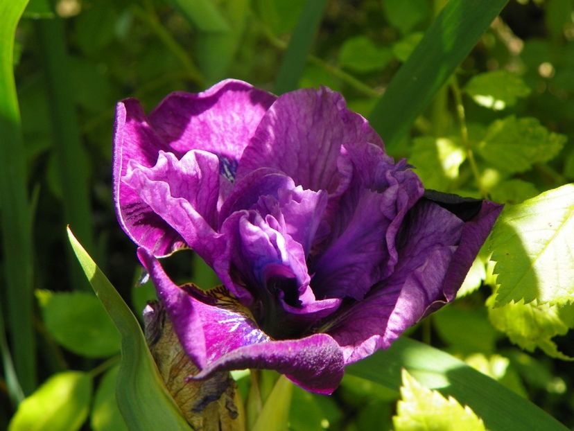 iris sibirica Bundle of Joy - Irisi si bujori 2019