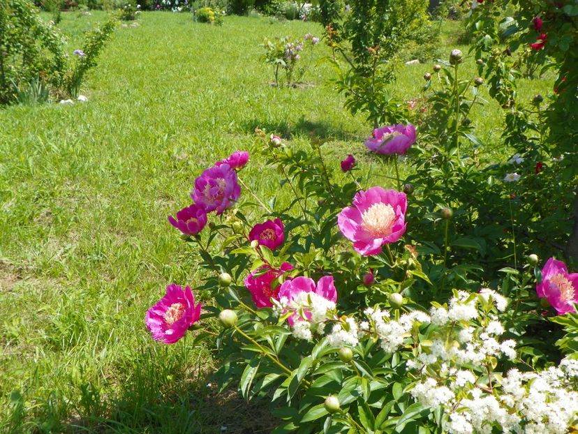 Largo - Irisi si bujori 2019