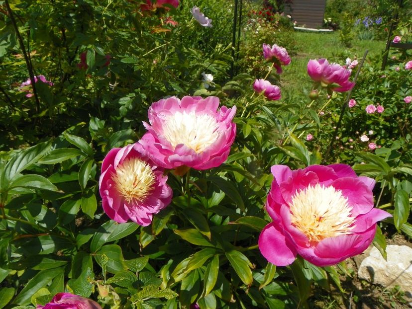 Largo - Irisi si bujori 2019