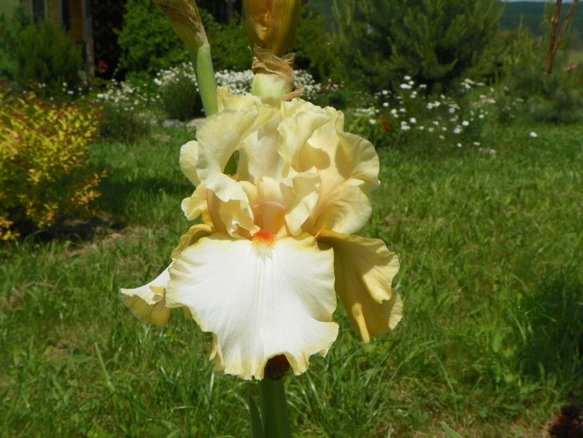 Champagne Waltz - Irisi si bujori 2019