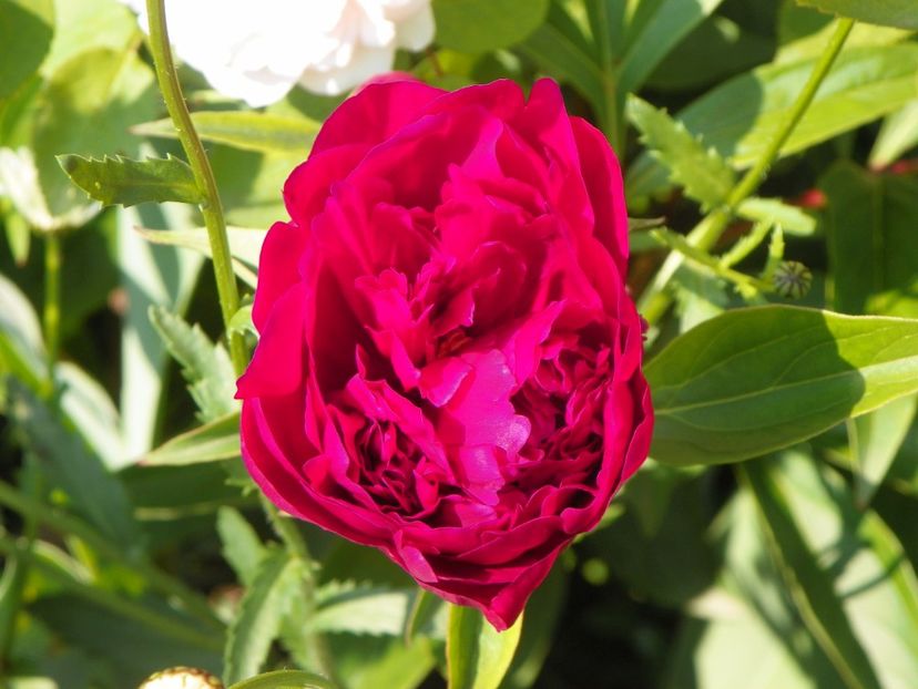 Louis van Houtte - Irisi si bujori 2019