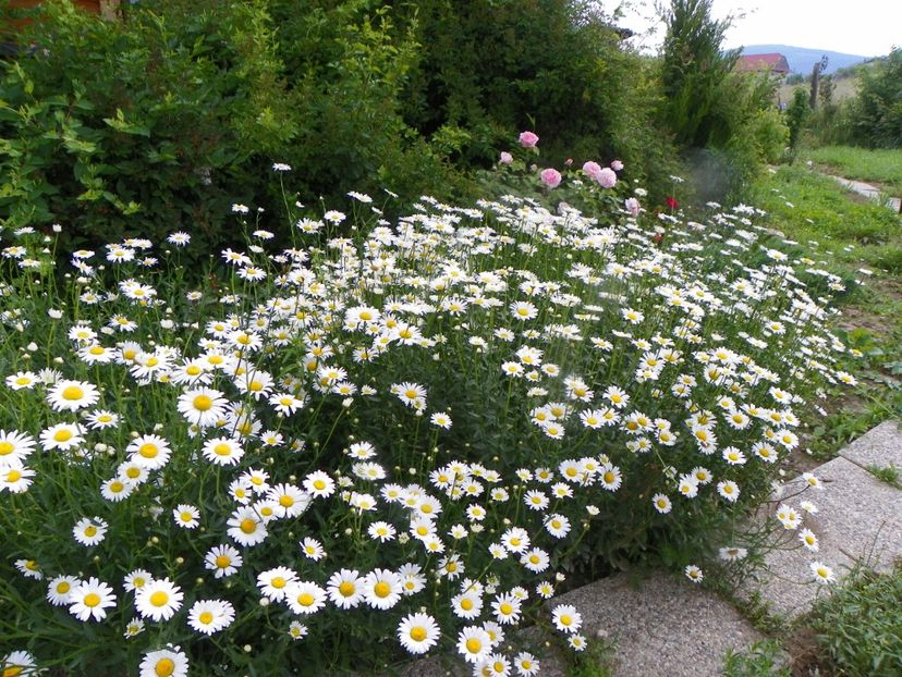 8 iun (135) - Dobarland 2019 2