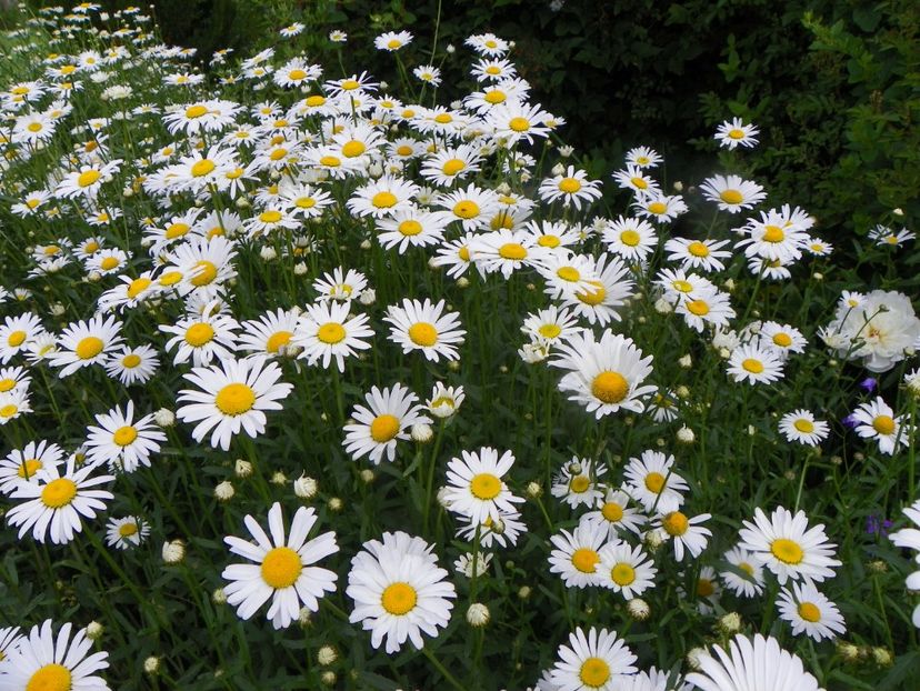 8 iun (141) - Dobarland 2019 2