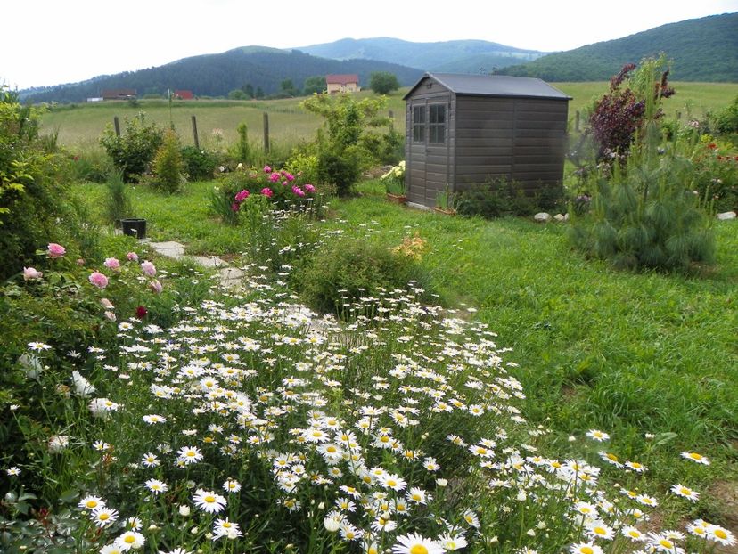 8 iun (143) - Dobarland 2019 2