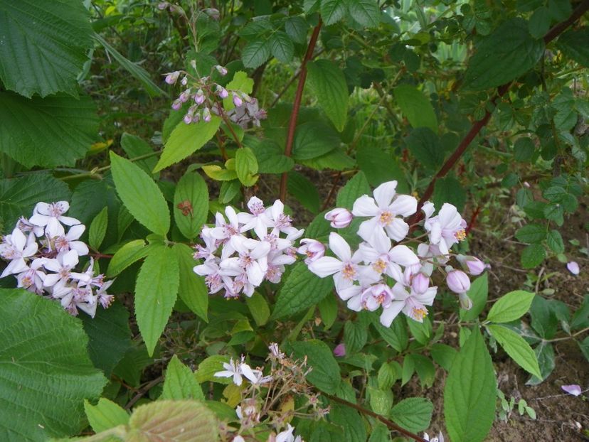 deutzia Mont Rose - Dobarland 2019 2