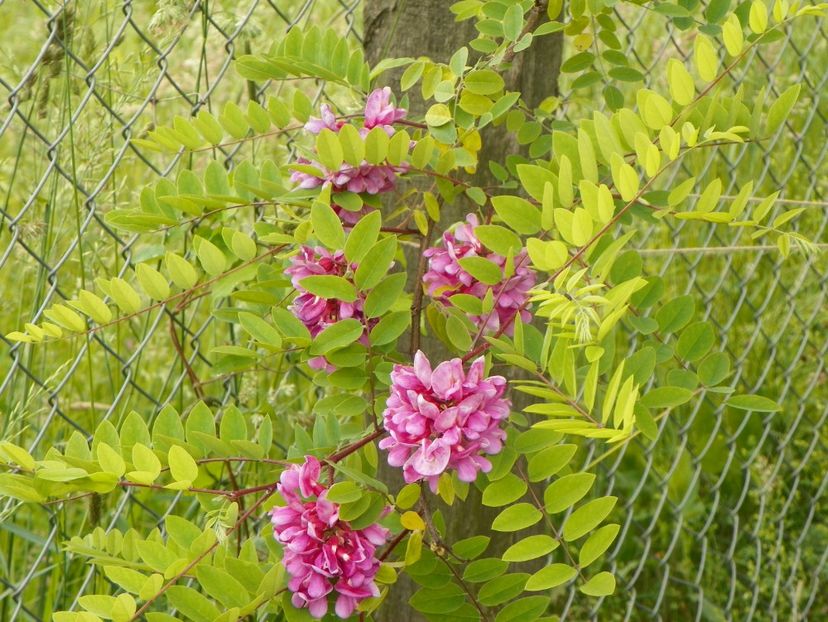 robinia hispida - Dobarland 2019 2