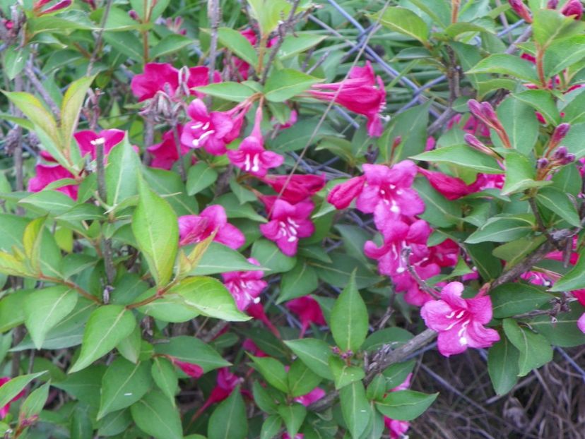 weigela Eva Ratke - Dobarland 2019 2