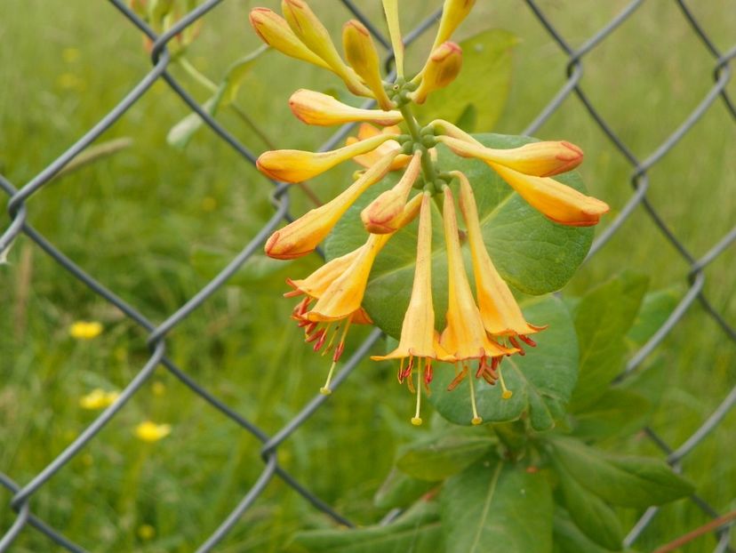 lonicera Golden Trumpet - Dobarland 2019 2