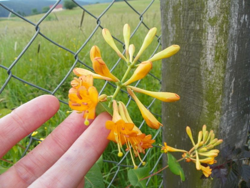 lonicera Golden Trumpet - Dobarland 2019 2