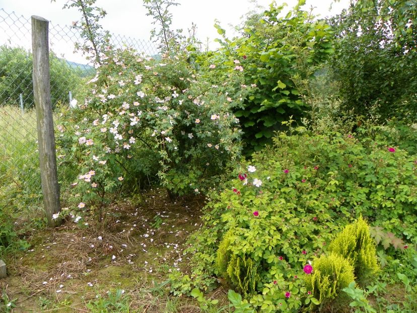 rosa canina si Himmelsauge - Dobarland 2019 2