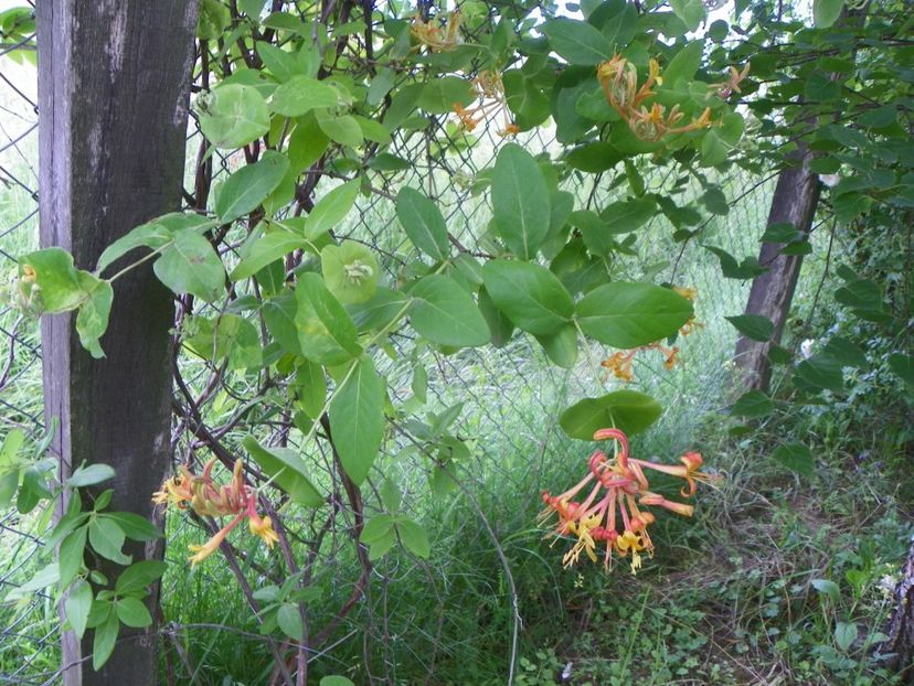 lonicera American Beauty - Dobarland 2019 2