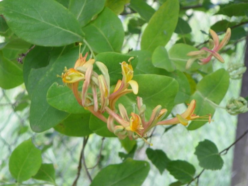 lonicera American Beauty - Dobarland 2019 2