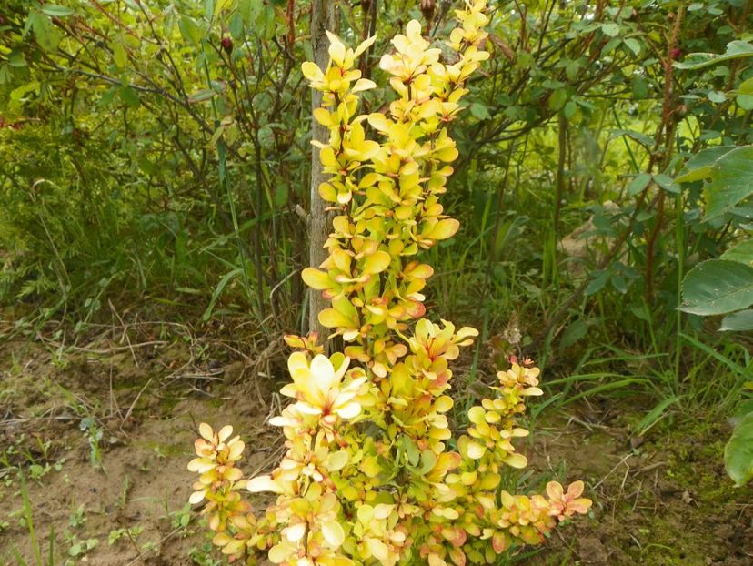 berberis Golden Rocket - Dobarland 2019 2
