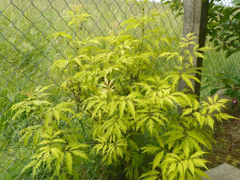 sambucus Southerland Gold - Dobarland 2019 2