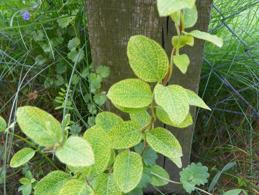 lonicera aureoreticulata - Dobarland 2019 2