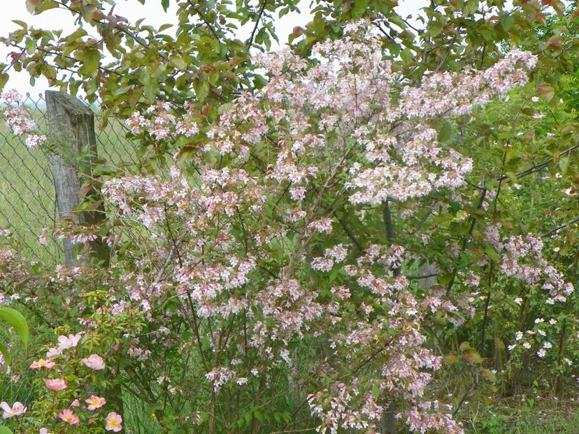 kolkwitzia Pink Cloud - Dobarland 2019 2