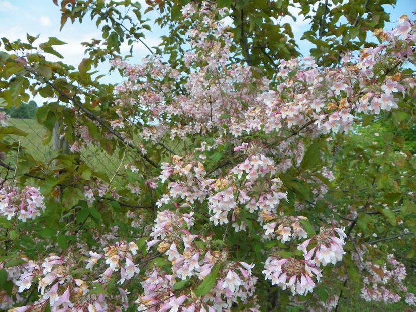 kolkwitzia Pink Cloud - Dobarland 2019 2