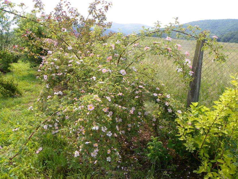 rosa canina - Dobarland 2019 2