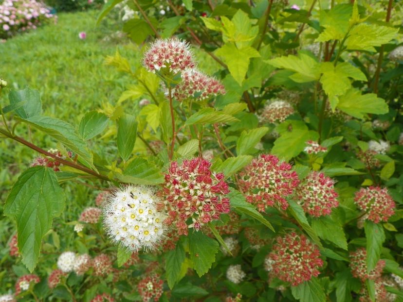 physocarpus opulifolius Luteus - Dobarland 2019 2