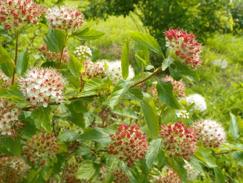 physocarpus opulifolius Luteus - Dobarland 2019 2