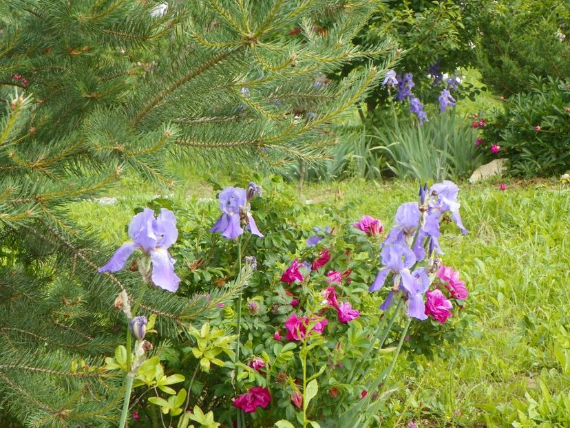 iris Pallida si Scarlet Pavement - Dobarland 2019 2