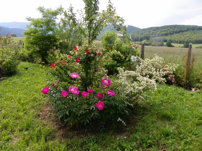 8 iun (335) - Dobarland 2019 2